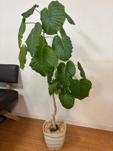 ウンベラータ　　約130㎝
