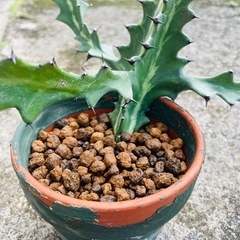観葉植物🪴ユーフォルビアの画像