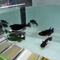 谷國オロチ⚫️稚魚10匹⚫️改良メダカの画像