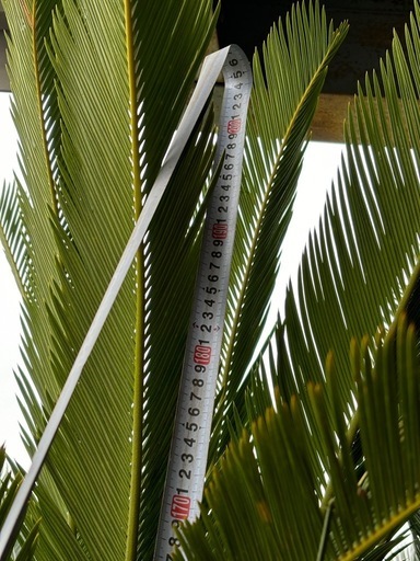 蘇鉄　ソテツ　商談中