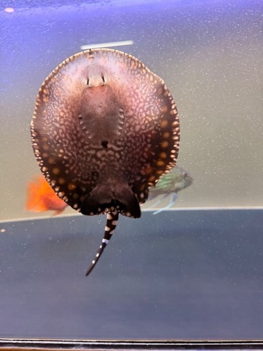 ダイヤモンドポルカSWC