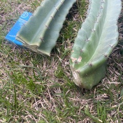 柱サボテン、ブランチ、鬼面角、の画像