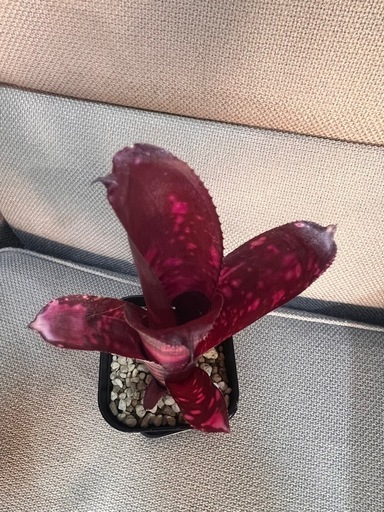 植物　タンクブロメリア　ベルビルギア
