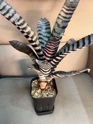 植物　タンクブロメリア　エクメア