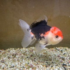 金魚　　オランダ獅子頭　　大きめ　　13センチくらいの画像