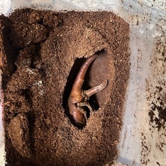 ヘラクレス、オス蛹　メス成虫ペアの画像