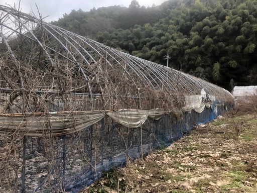 ビニールハウス8m ×40m  決定