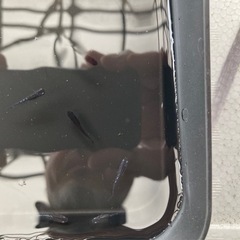 ⑦　ミッドナイトフリル漆黒+ラメ=10匹の画像