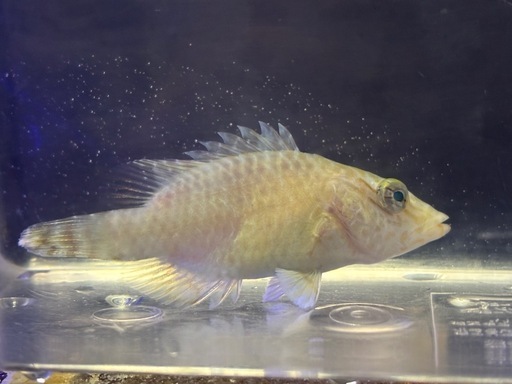 ナポレオンフィッシュ幼魚