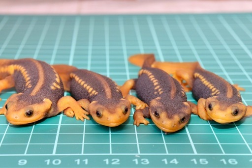 その13 アメイロイボイモリ　幼体6匹セット　訳あり 2025年自家繁殖個体