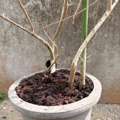 【お手頃】オリーブの木の画像
