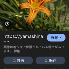 くわんそう苗の画像