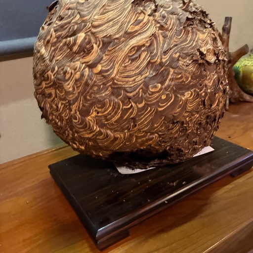 オオスズメバチの巣50センチほど