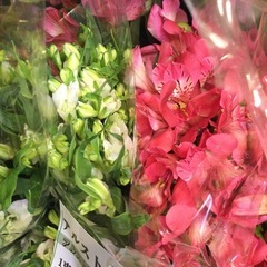 20260410アルストロメリア   5本の画像