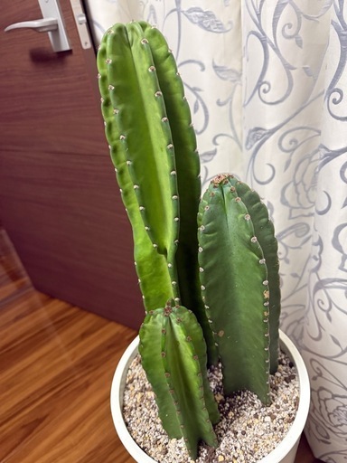 柱サボテン　鉢付き