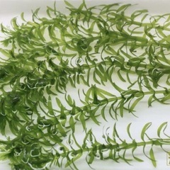 アナカリス　 5本　　　　　　の画像