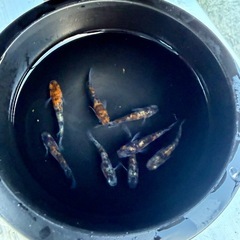 3色メダカ　まとめ売り8匹　の画像