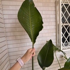 大型観葉植物2点の画像