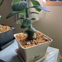 アデニウム　オベスム　鉢ごと　塊根植物　　観葉植物の画像