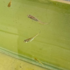 4/12 金色キラキラ　改良メダカ　　中央区　晴海　(交換可)の画像