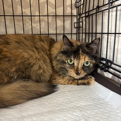 なすがままのシニア猫🐾個人面会🉑65才以上🉑お問い合わせ下…