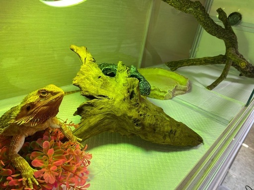 商談中　120 45 爬虫類倶楽部　ホワイトタンク 商談中 120 45 爬虫類倶楽部 ホワイトタンク