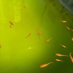 楊貴妃(めだか)７匹の画像