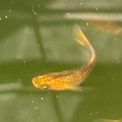 黒龍乙姫の卵　500円の画像