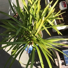 キンリョウヘン：日本蜜蜂の誘引に使用できますの画像