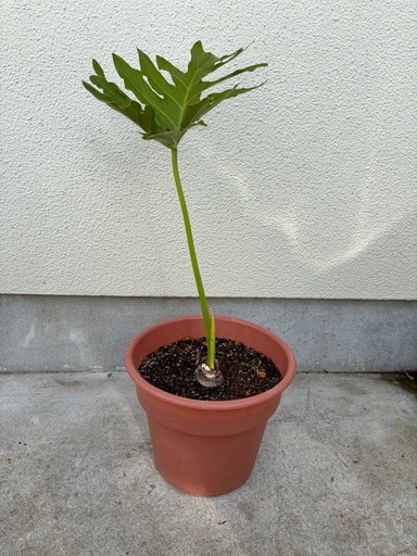 観葉植物セローム (Hiro Da ) 誉田のその他の中古あげます・譲ります 