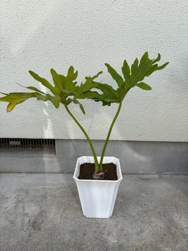 観葉植物セローム (Hiro Da ) 誉田のその他の中古あげます・譲ります 