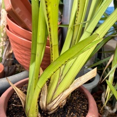 欄❓　　垂れ下がるお花がかわいいです💕の画像