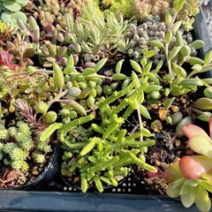 多肉植物　セダム　20ポット①
の画像