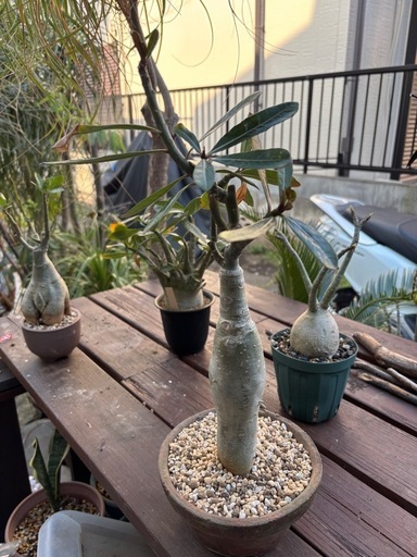 アデニウム　オベスム　観葉植物　塊根植物　多肉植物　ビザールプランツ　レアプランツ　ガーデニング　植物　グリーン　趣味　盆栽　葉　花　庭　草　インテリア　おしゃれ　飾り　園芸　