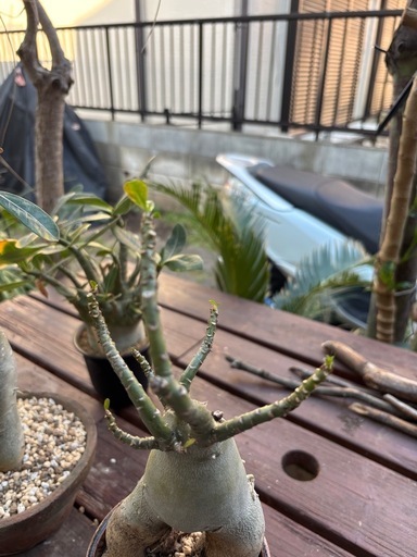 アデニウムオベスム観葉植物塊根植物多肉植物ビザールプランツレア 