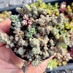 多肉植物　セダム　②詰め合わせ20ポットの画像