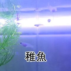 お楽しみグッピー　稚魚15匹!!＋ｵﾏｹ　サービス品！の画像