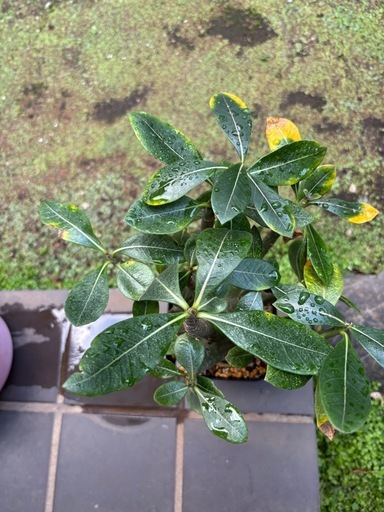 【極太】アデニウム　アラビカム　観葉植物　塊根植物　多肉植物　ビザールプランツ　レアプランツ　ガーデニング　植物　グリーン　趣味　盆栽　葉　花　庭　草　インテリア　おしゃれ　飾り　園芸　　観葉植物　塊根植物　多肉植物　ビザールプランツ　レアプランツ　ガーデニング　植物　グリーン　趣味　盆栽　葉　花　庭　草　インテリア　おしゃれ　飾り　園芸　