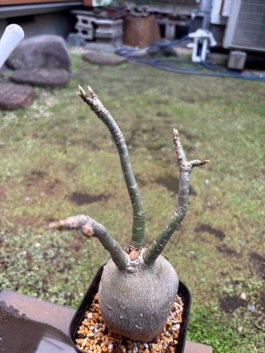 アデニウム　ソマレンセ　観葉植物　塊根植物　多肉植物　ビザールプランツ　レアプランツ　ガーデニング　植物　グリーン　趣味　盆栽　葉　花