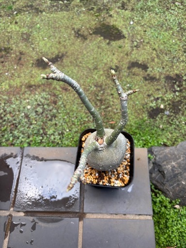 アデニウムソマレンセ観葉植物塊根植物多肉植物ビザールプランツレア 