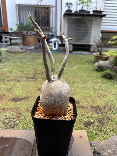 アデニウム　ソマレンセ　観葉植物　塊根植物　多肉植物　ビザールプランツ　レアプランツ　ガーデニング　植物　グリーン　趣味　盆栽　葉　花　庭　草　インテリア　おしゃれ　飾り　園芸　