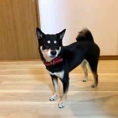 豊橋(東三河)でワンちゃんお友達募集ですฅ^•ﻌ•^ฅ
