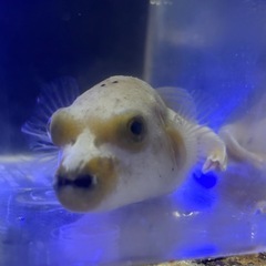 【ハーフイエロー個体】コクテンフグの画像