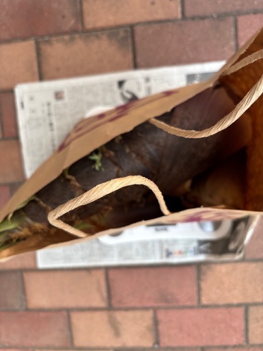 新鮮筍！！掘りたて〜