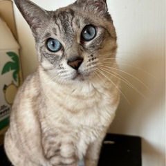 メス猫