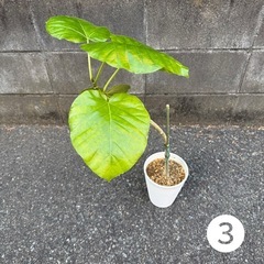ウンベラータ 観葉植物　稲城 周辺 元気な株 育てやすい 現金 春 限定価格 ❸の画像