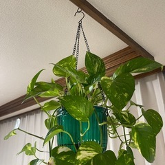 ポトス水やり楽な鉢に植え替え済→3鉢の画像