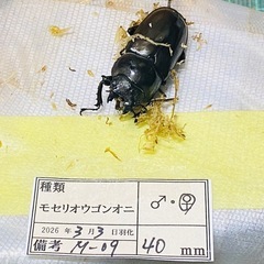 （お取引中）
①モセリオウゴンオニクワガタ　新成虫ペアの画像