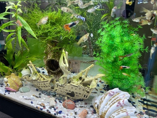 60cm水槽セット +飼育中の魚すべて