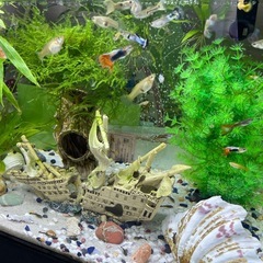 60cm水槽セット +飼育中の魚すべての画像